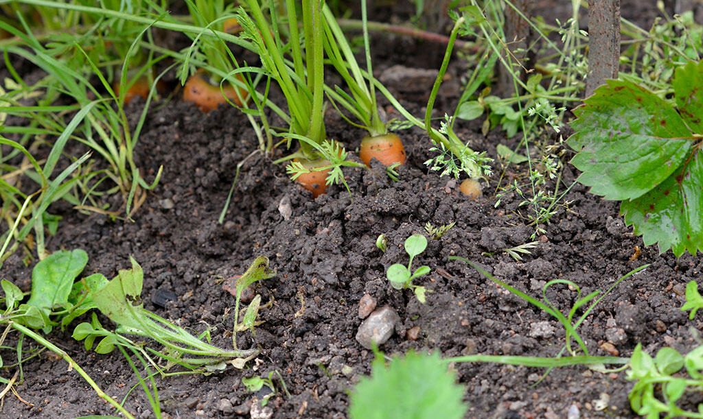 Gulrøtter som vokser i et fruktbart grønnsaksland. 